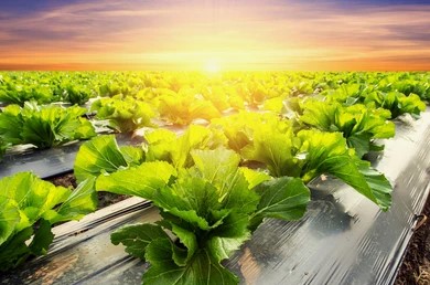 Irrigation